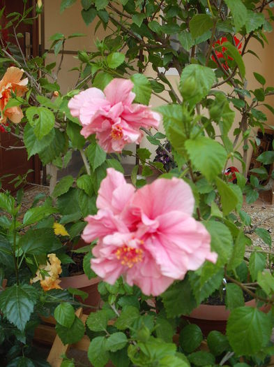 DSCF4011