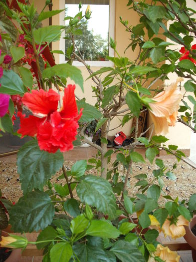 DSCF4012