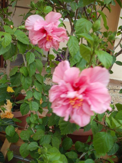 DSCF4016