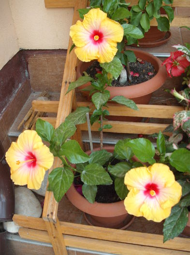DSCF4018