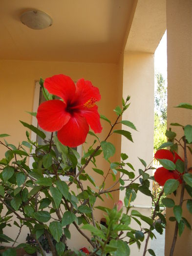 DSCF4021