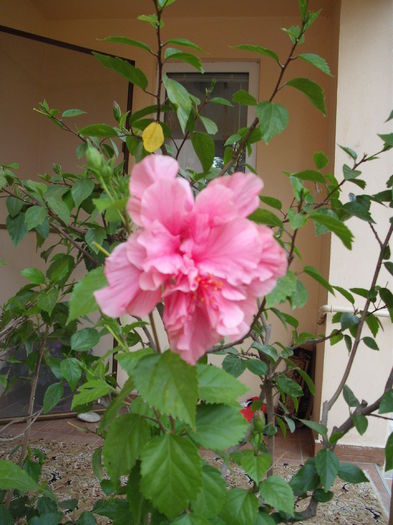 DSCF4064 - Hibiscusi