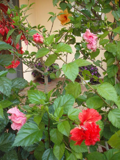 DSCF4098 - Hibiscusi