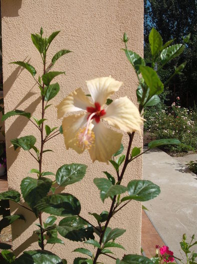DSCF4109