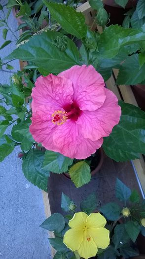 WP_20150725_002 - Hibiscusi