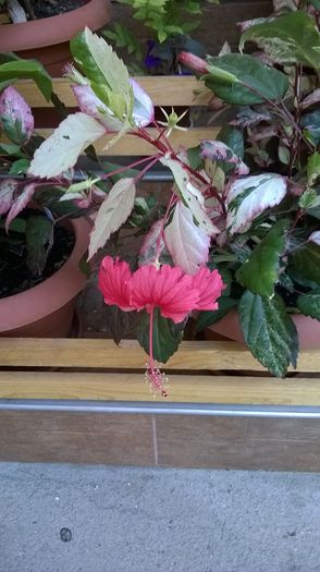 WP_20150725_007 - Hibiscusi