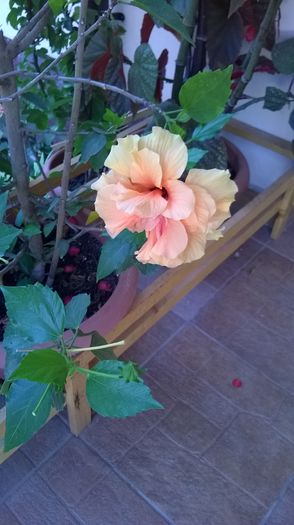 WP_20150725_012 - Hibiscusi