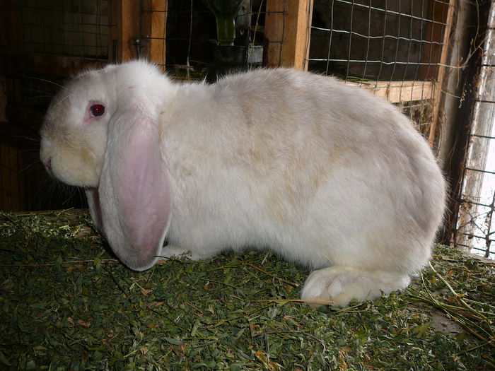 Mascul culoarea : Frosty_1 (2015) - arhiva matca-berbeci