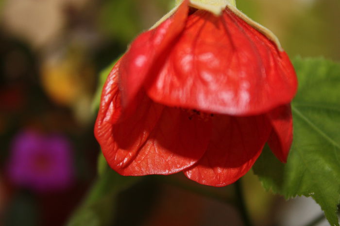 IMG_5763 - 2015 vara fierbinte