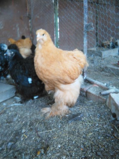 IMG_20150811_170055 - 002 Vanzare  oua pui si tineret 2015