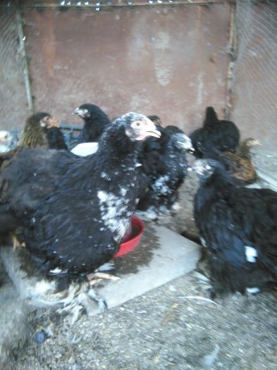 IMG_20150811_170059 - 002 Vanzare  oua pui si tineret 2015