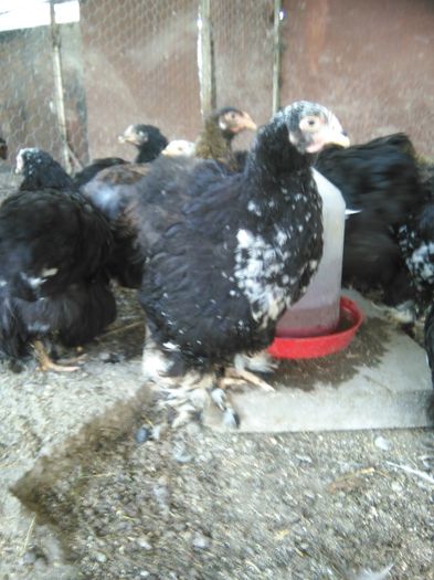 IMG_20150811_170103 - 002 Vanzare  oua pui si tineret 2015