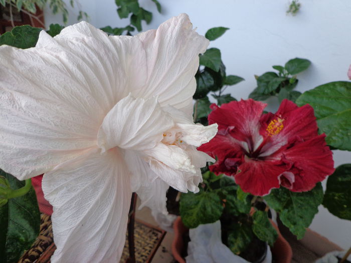 089 - A-HIBISCUS 2015-1