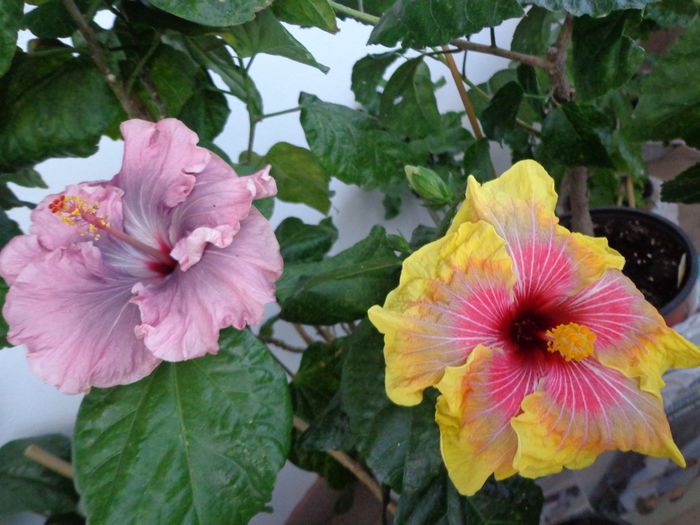 094 - A-HIBISCUS 2015-1