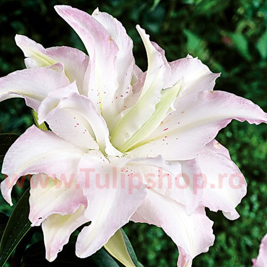 Bulbi Crin Spring Pink (Lilium); Marime bulb 14/16 . Inaltime 70-90cm. Inflorire iunie-august. STOC EPUIZAT!

