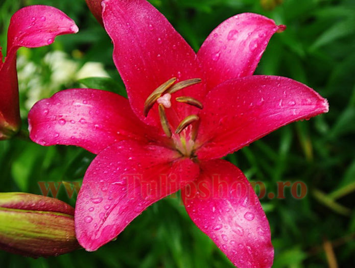Bulbi Crin Fangio (Lilium); Marime bulb 16/18 . Inaltime 70-90cm. Inflorire iunie-august. STOC EPUIZAT!
