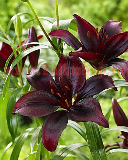 Bulbi Crin Mapira (Lilium); Marime bulb 16/18 . Inaltime 70-90cm. Inflorire iunie-august. STOC EPUIZAT!
