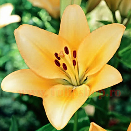 Bulbi Crin Menorca (Lilium); Marime bulb 16/18 . Inaltime 70-90cm. Inflorire iunie-august. STOC EPUIZAT!
