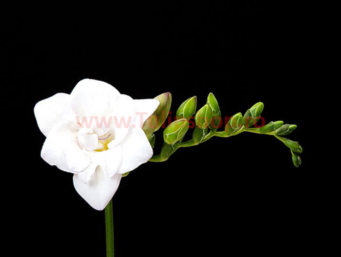 Bulbi Frezie Dubla Alba; Marime bulb 5  . Inaltime 40-60cm. Inflorire aprilie-mai. STOC EPUIZAT!
