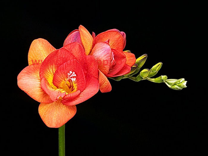 Bulbi Frezie Dubla Rosie; Marime bulb 5  . Inaltime 40-60cm. Inflorire aprilie-mai. STOC EPUIZAT!
