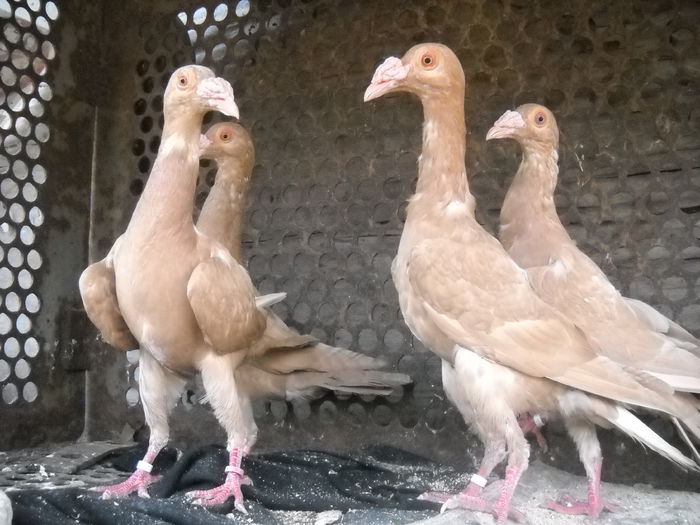 DSCN2305; perechi pui 2015
