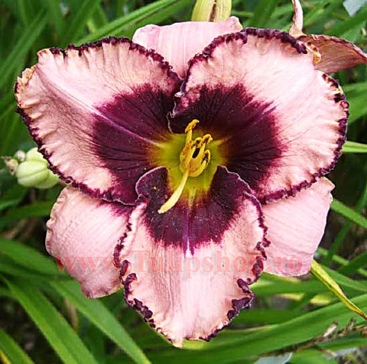 Bulbi Hemerocallis Daring Deception; Marime bulb I . Inaltime 50-70cm. Inflorire iunie-septembrie. STOC EPUIZAT!
