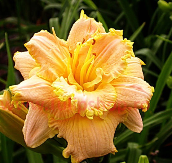 Bulbi Hemerocallis Double Dream; Marime bulb I . Inaltime 50-70cm. Inflorire iunie-septembrie. STOC EPUIZAT!

