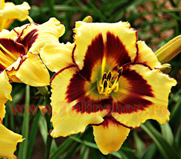 Bulbi Hemerocallis El Desperado; Marime bulb I . Inaltime 50-70cm. Inflorire iunie-septembrie. STOC EPUIZAT!
