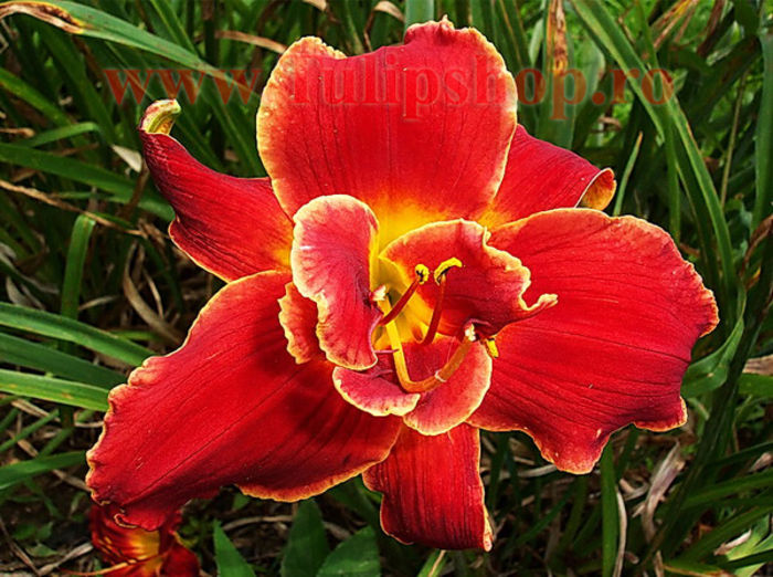 Bulbi Hemerocallis Highland Lord; Marime bulb I . Inaltime 50-70cm. Inflorire iunie-septembrie. STOC EPUIZAT!

