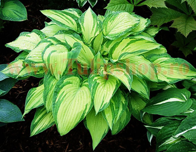 Bulbi Hosta Albopicta (Crin toamna); Marime bulb I . Inaltime 40-60cm. STOC EPUIZAT!
