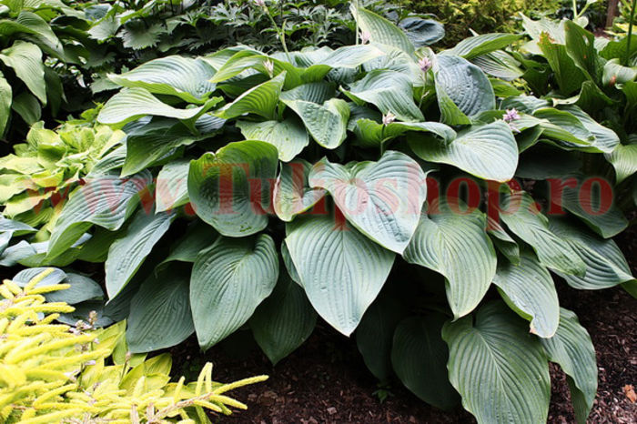 Bulbi Hosta Empress Wu (Crin toamna); Marime bulb I . Inaltime 120-150cm. STOC EPUIZAT!
