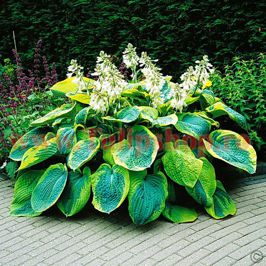 Bulbi Hosta Francess Williams (Crin toamna); Marime bulb I . Inaltime 30-40cm. STOC EPUIZAT!
