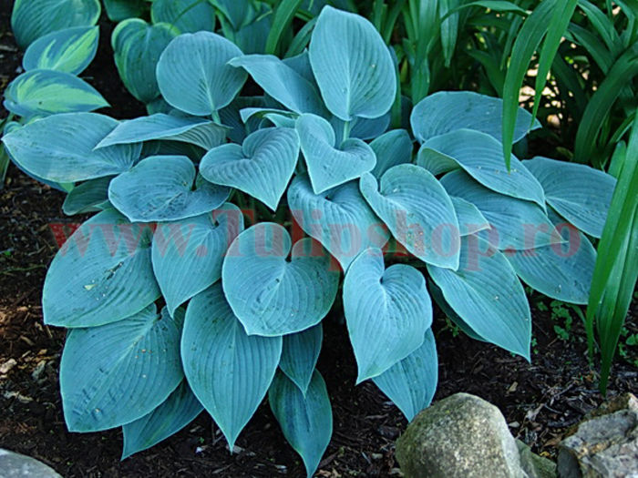 Bulbi Hosta Halcyon (Crin toamna); Marime bulb I . Inaltime 40-50cm. STOC EPUIZAT!
