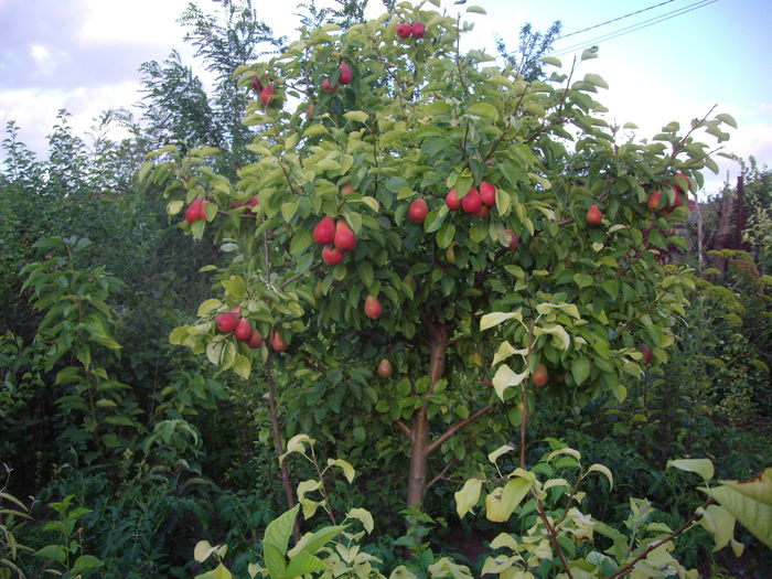 IMGP8928 - flori si trandafiri -2015 - 2