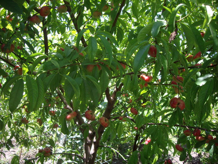 IMGP8938 - flori si trandafiri -2015 - 2