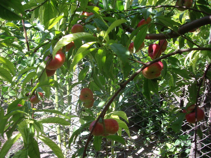 IMGP8941 - flori si trandafiri -2015 - 2
