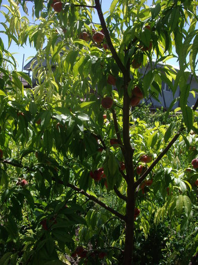 IMGP8946 - flori si trandafiri -2015 - 2