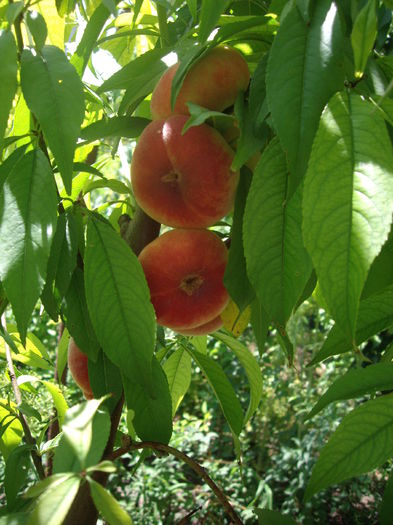 IMGP8948 - flori si trandafiri -2015 - 2