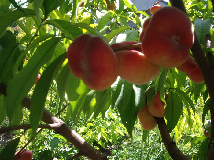 IMGP8949 - flori si trandafiri -2015 - 2