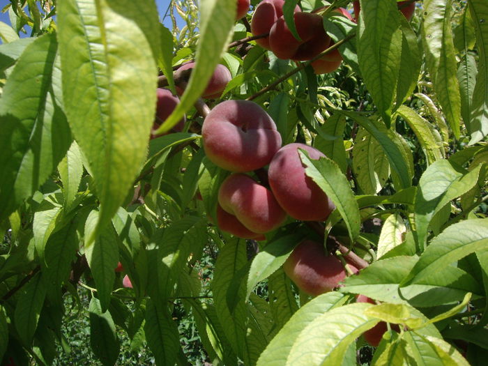 IMGP8950 - flori si trandafiri -2015 - 2