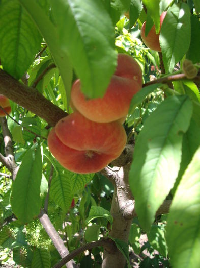 IMGP8953 - flori si trandafiri -2015 - 2