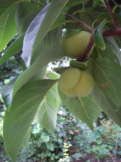 Kaki - flori si trandafiri -2015 - 2
