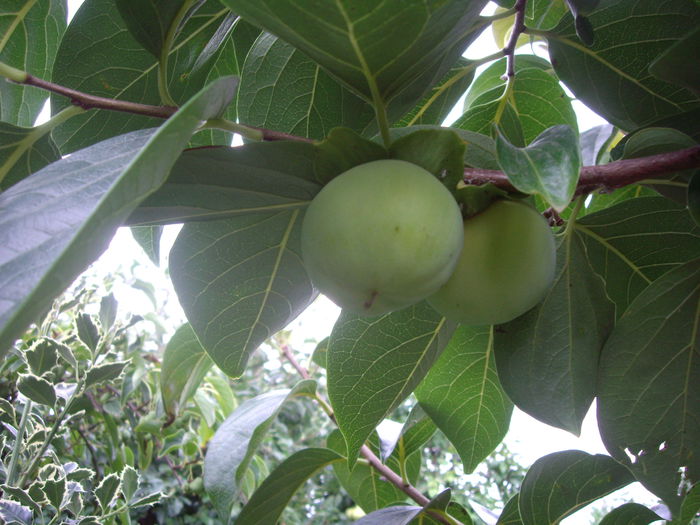 fructe kaki - flori si trandafiri -2015 - 2