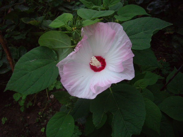 IMGP8967 - flori si trandafiri -2015 - 2