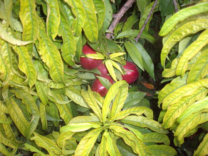 nectarin dwarf - flori si trandafiri -2015 - 2
