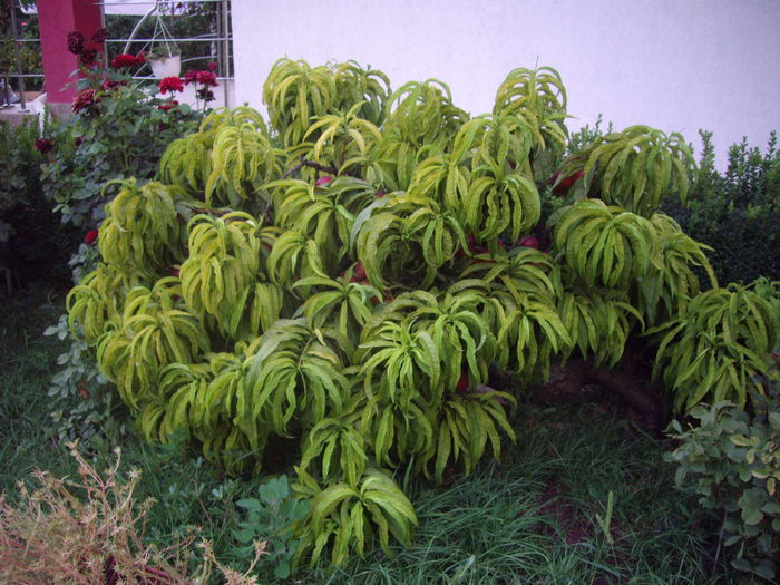 nectarin dwarf - flori si trandafiri -2015 - 2