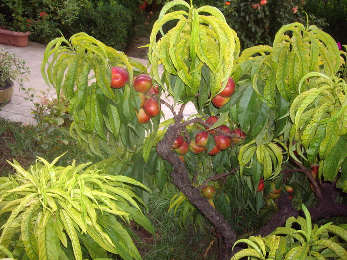 nectarin dwarf - flori si trandafiri -2015 - 2