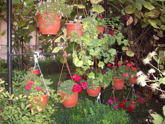 IMGP8981 - flori si trandafiri -2015 - 2