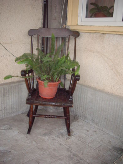 IMGP8983 - flori si trandafiri -2015 - 2