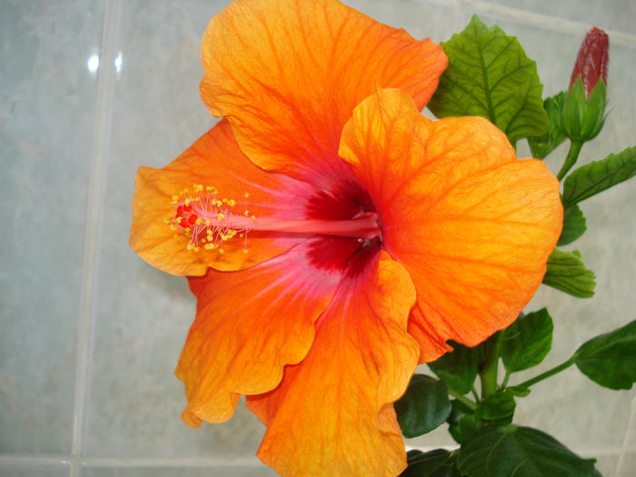 DSC08517 - Hibiscus Isabella